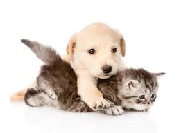 chiens et chats